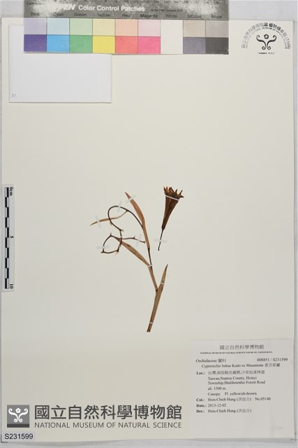 香莎草蘭藏品圖，第1張