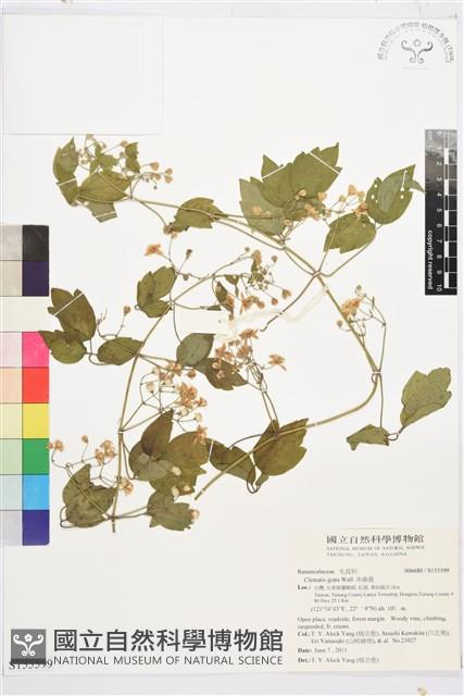 串鼻龍藏品圖，第1張