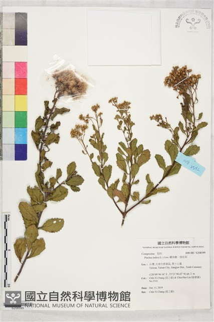 鯽魚膽、闊苞菊藏品圖，第1張
