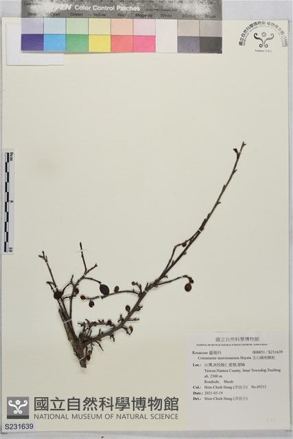 玉山鋪地蜈蚣藏品圖，第1張