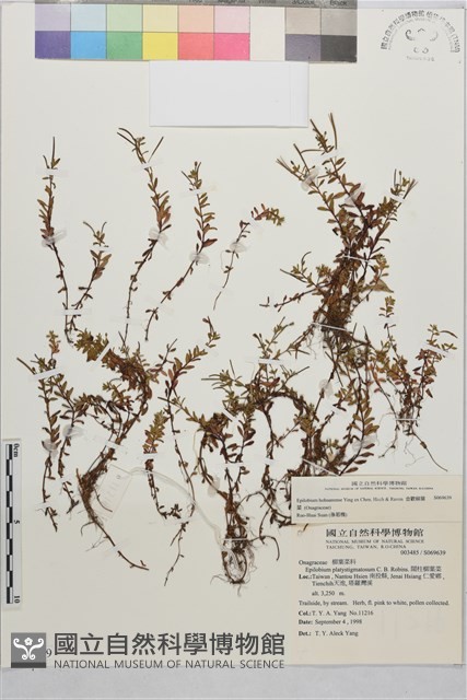 合歡柳葉菜藏品圖，第4張