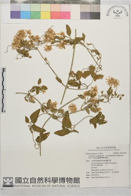 鵝鑾鼻鐵線蓮藏品圖，第1張