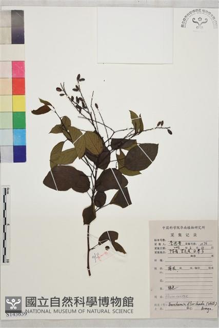 多花勾兒茶, 多花黃鱔藤藏品圖，第1張