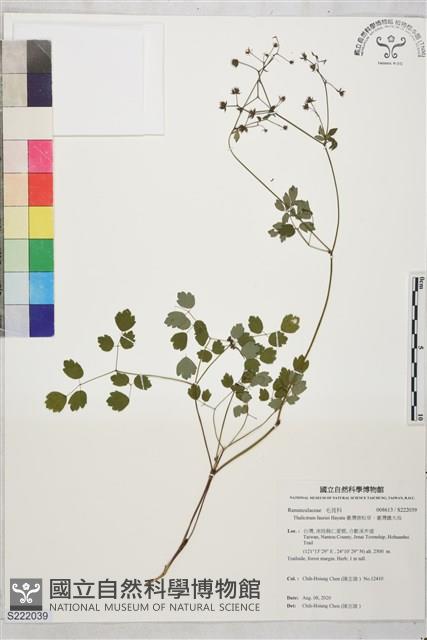 臺灣唐松草、臺灣鐵大烏藏品圖，第1張