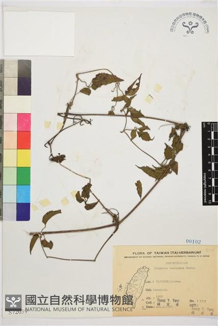 小木通藏品圖，第2張