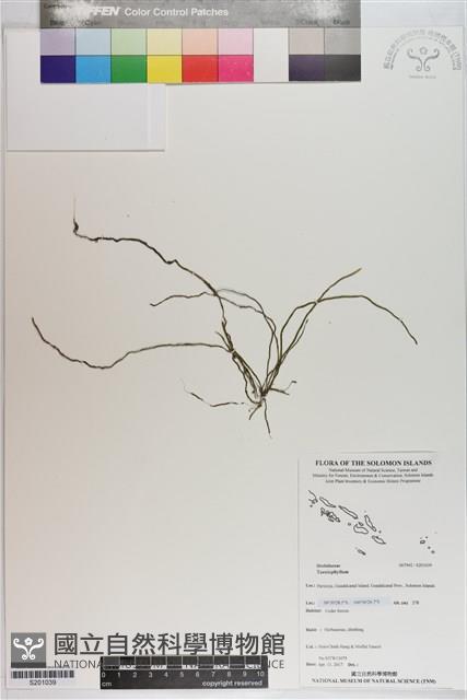 登錄號:S201039藏品圖，第1張