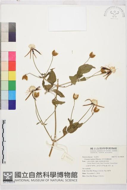 田代氏鐵線蓮藏品圖，第1張