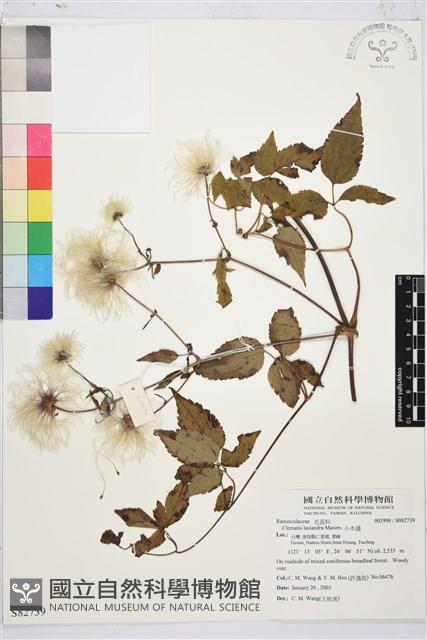 小木通藏品圖，第1張