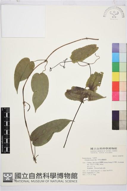 亨利氏鐵線蓮藏品圖，第1張