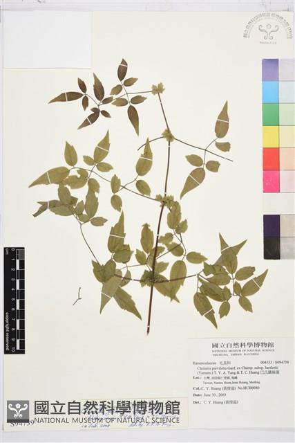 梨山小蓑衣藤藏品圖，第1張