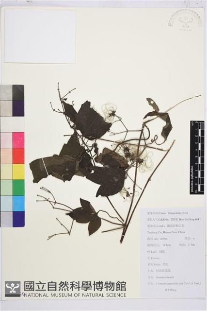 粗齒鐵線蓮藏品圖，第1張