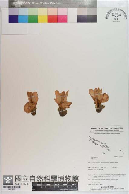 登錄號:S201239藏品圖，第1張