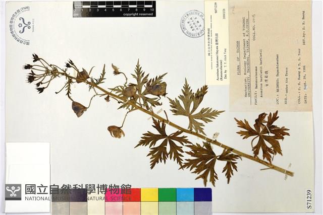 臺灣烏頭藏品圖，第1張