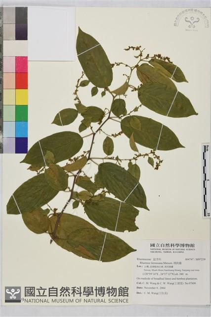 桶鉤藤藏品圖，第1張