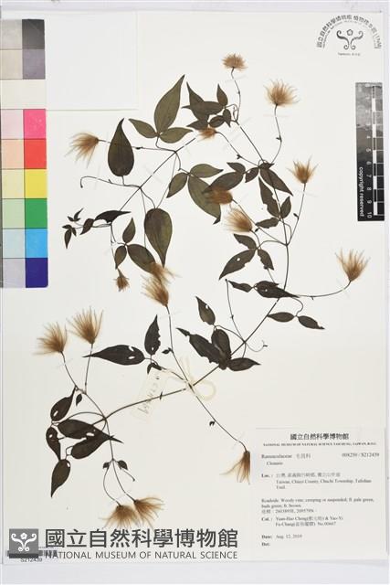 彭氏鐵線蓮藏品圖，第1張