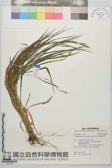 基隆短柄草藏品圖，第1張