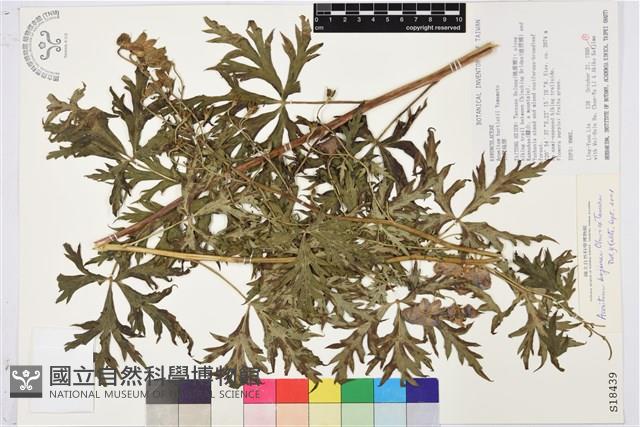 兒島氏草烏藏品圖，第1張