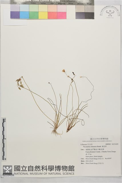 異蕊草藏品圖，第1張