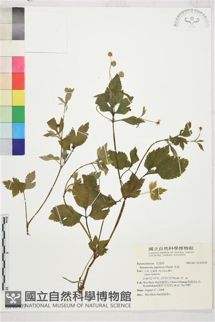 毛茛藏品圖，第1張