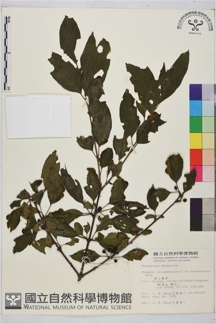 塔山鼠李藏品圖，第1張