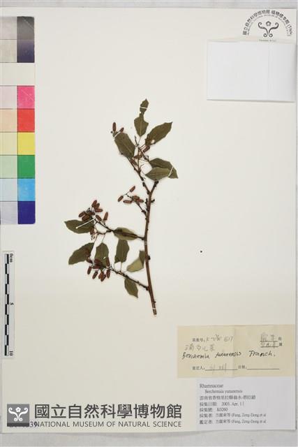 雲南勾兒茶藏品圖，第1張