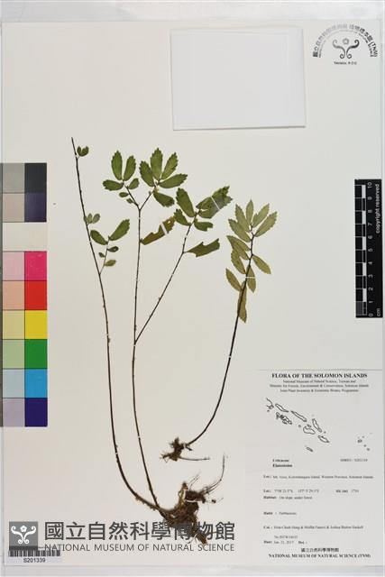 登錄號:S201339藏品圖，第1張