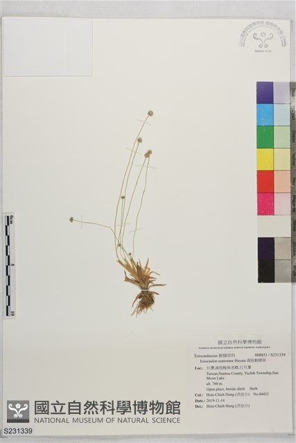 南投穀精草藏品圖，第1張