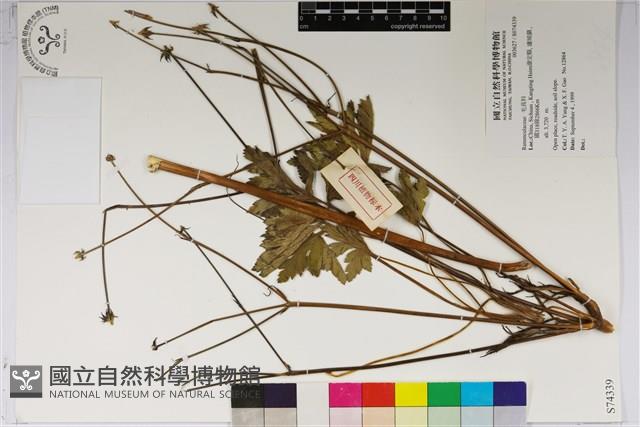 登錄號:S074339藏品圖，第1張