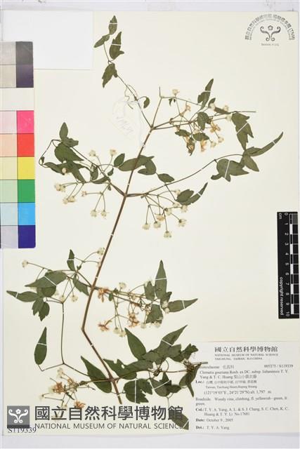 梨山小蓑衣藤藏品圖，第1張