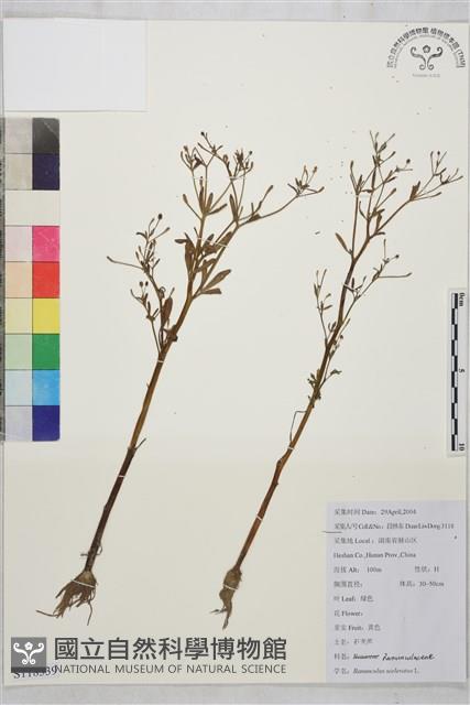 石龍芮藏品圖，第1張