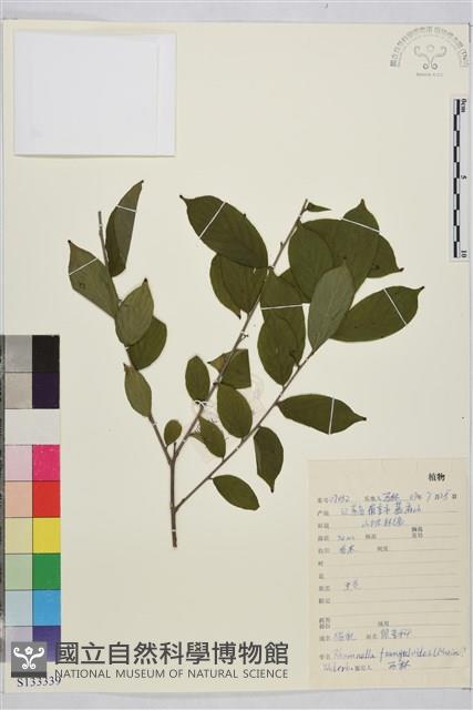 貓乳藏品圖，第1張