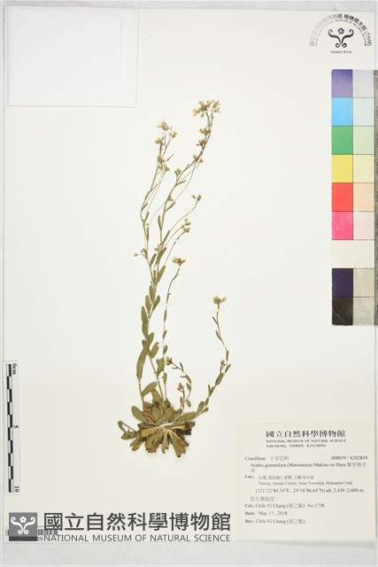 葉芽筷子芥藏品圖，第1張