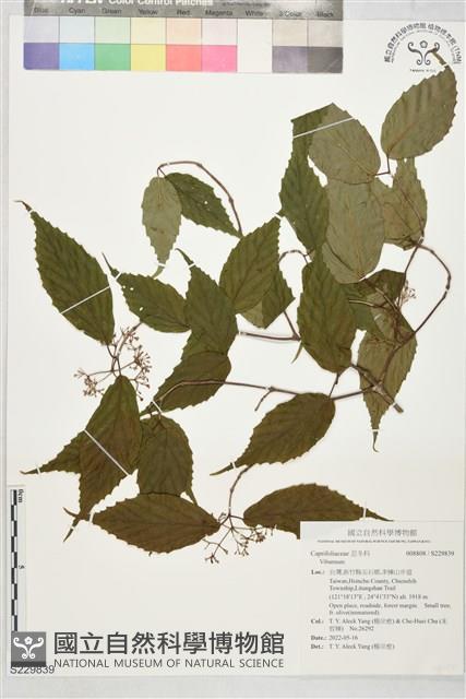 登錄號:S229839藏品圖，第1張
