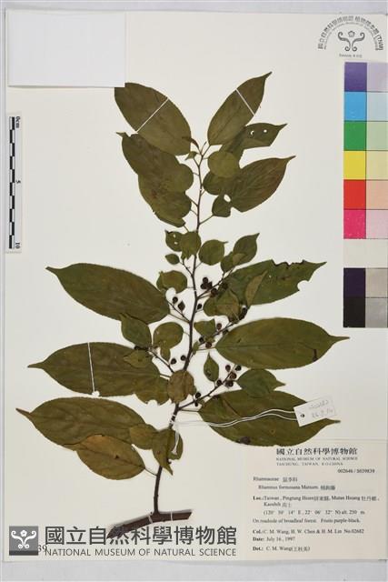 桶鉤藤藏品圖，第1張