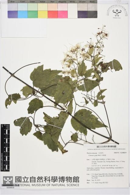 串鼻龍藏品圖，第1張