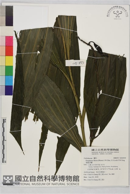 黃鶴頂蘭藏品圖，第1張
