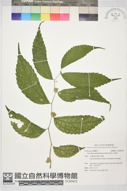 巒大冷清草藏品圖，第1張