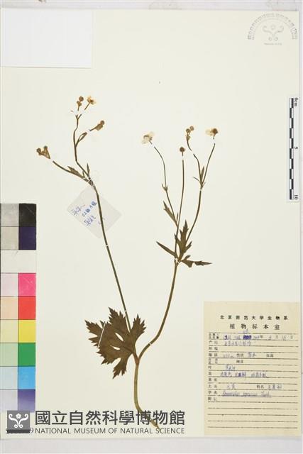 毛茛藏品圖，第1張