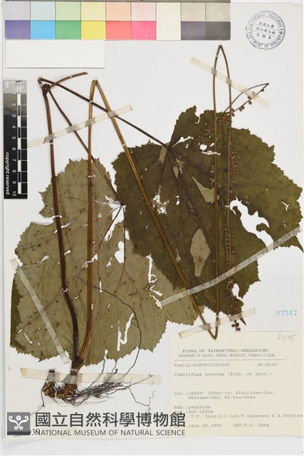 小升麻藏品圖，第1張
