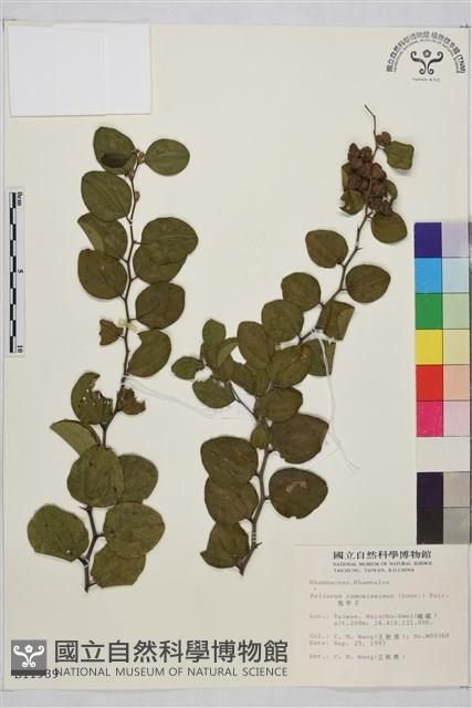 馬甲子藏品圖，第2張