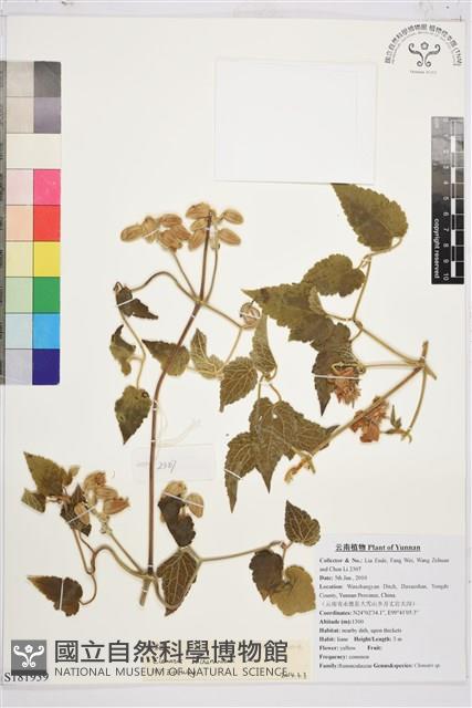 毛木通藏品圖，第1張