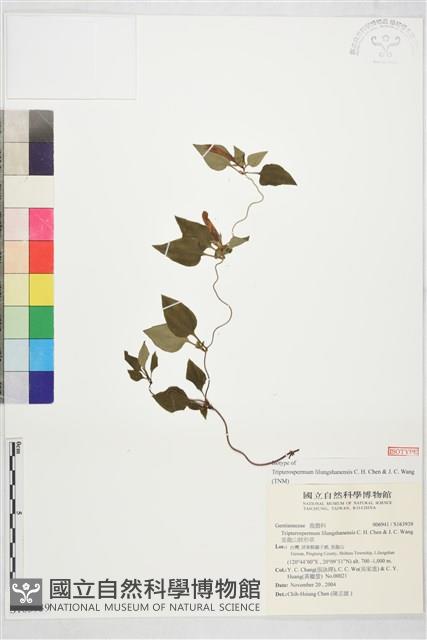 里龍山肺形草藏品圖，第1張