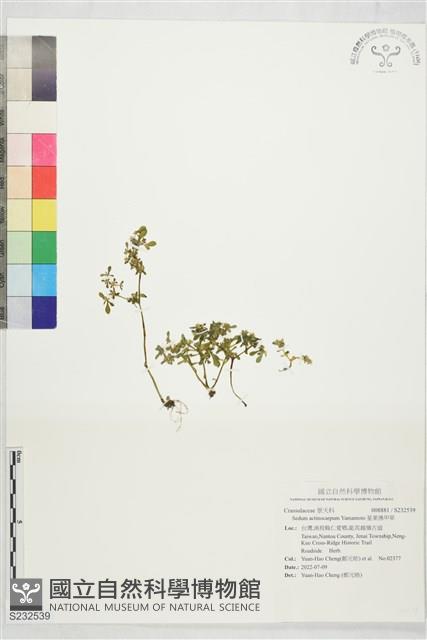 星果佛甲草藏品圖，第1張