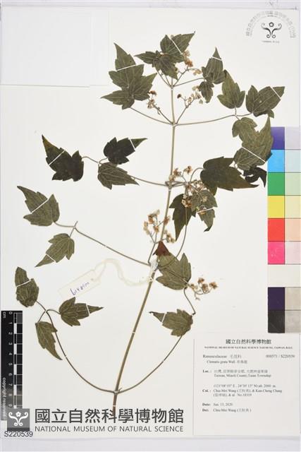 串鼻龍藏品圖，第1張