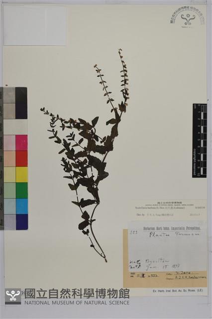 向天盞藏品圖，第1張