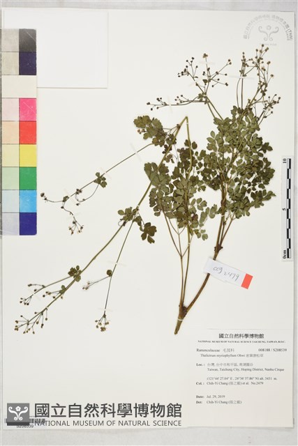 密葉唐松草藏品圖，第1張