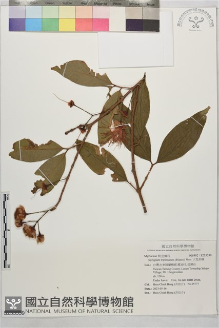 大花赤楠藏品圖，第1張
