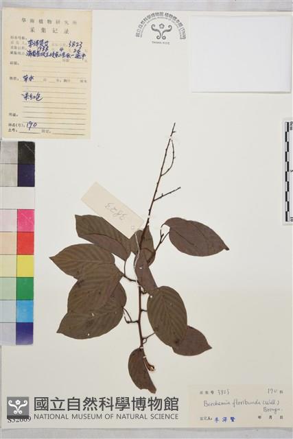 多花勾兒茶, 多花黃鱔藤藏品圖，第1張