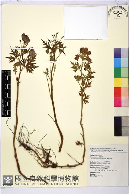 臺灣烏頭藏品圖，第2張