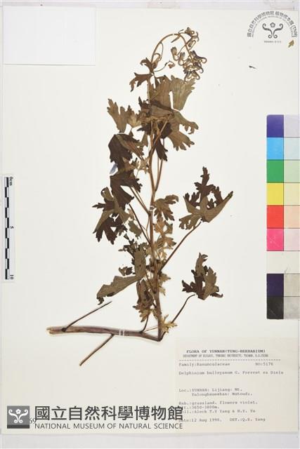 擬螺距翠雀花藏品圖，第1張